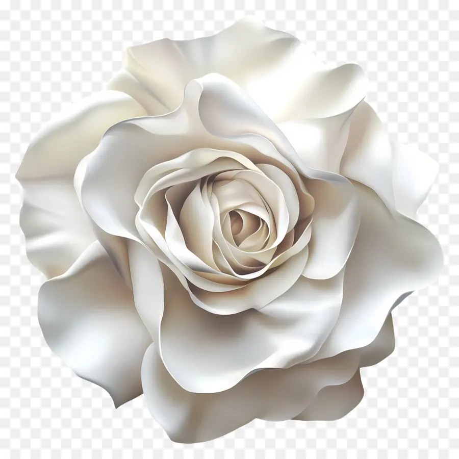 Élégance Intemporelle，Rose Blanche PNG