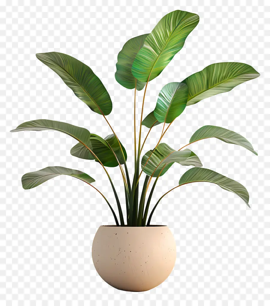 Plante D'intérieur，Plante En Pot PNG