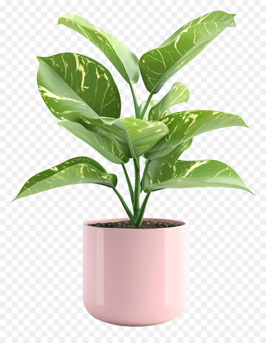 Plante D'intérieur，Plante En Pot PNG