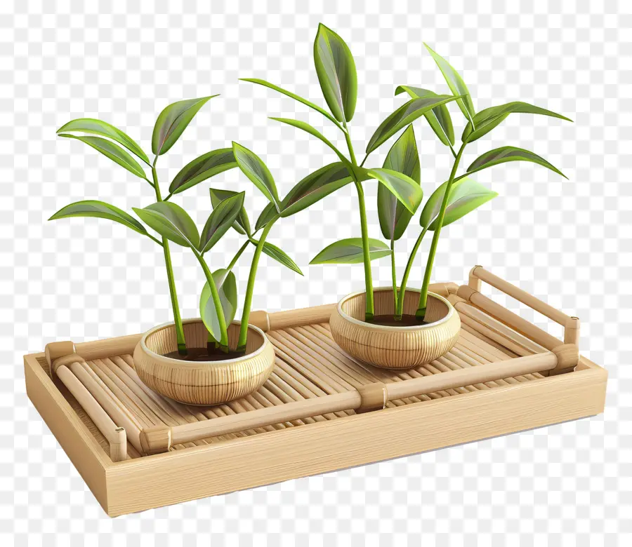 Plateau En Bambou，Plantes En Pot PNG