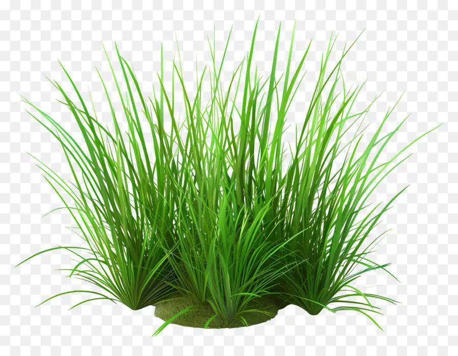 Buisson D'herbe，Herbe Verte PNG