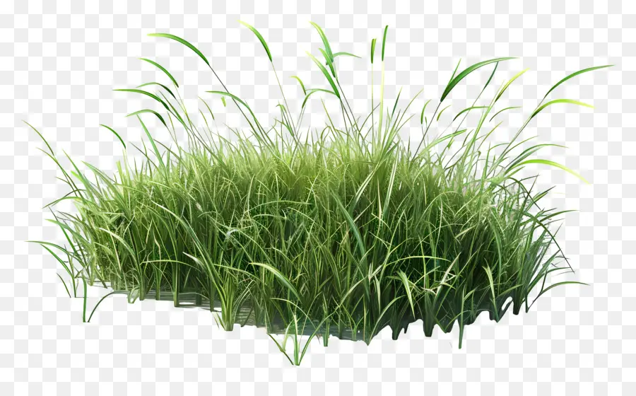 Prairie，Herbe Verte PNG