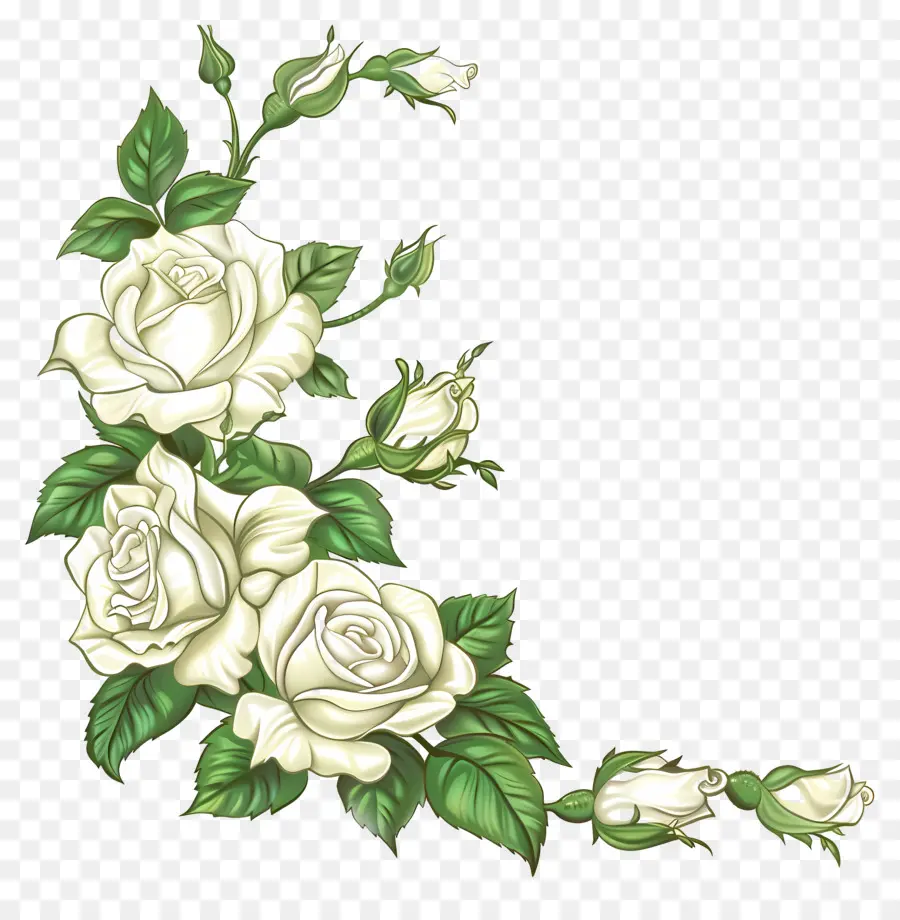 Coin Des Roses Blanches，Roses Blanches PNG