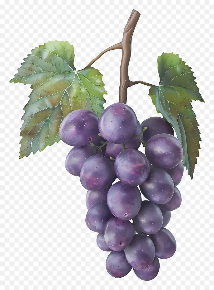 Grappe De Raisin，Raisins Violets PNG