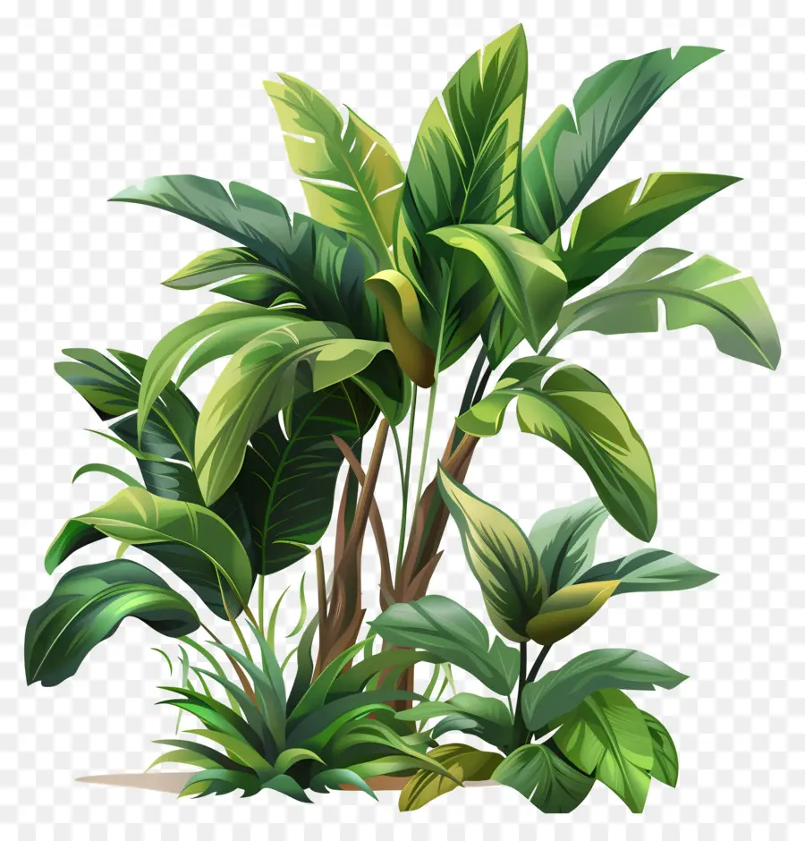 Plantes De La Jungle，Plante Verte PNG