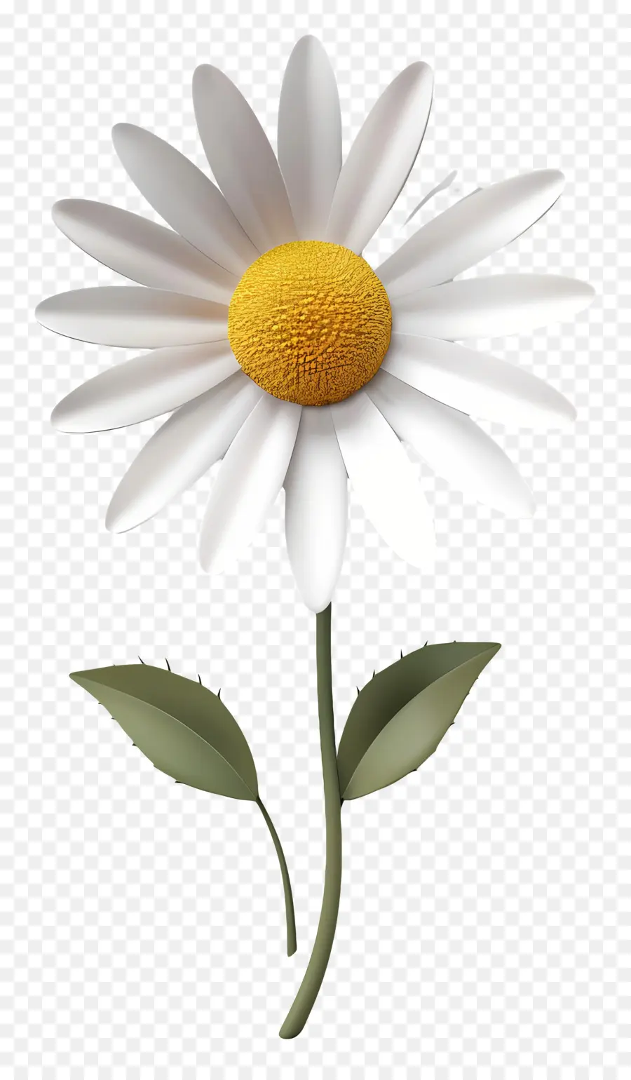 Fleur De Marguerite Blanche，Fleur De Marguerite PNG