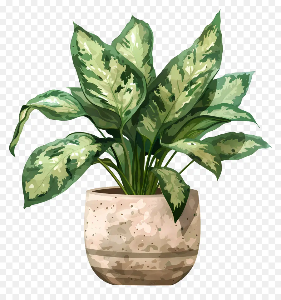 Plante D'intérieur，Plante En Pot PNG