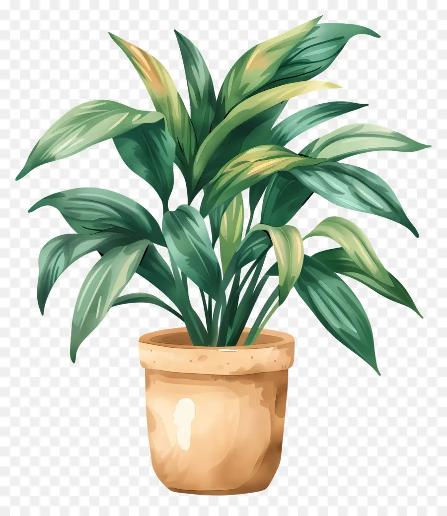 Plante D'intérieur，Plante En Pot PNG