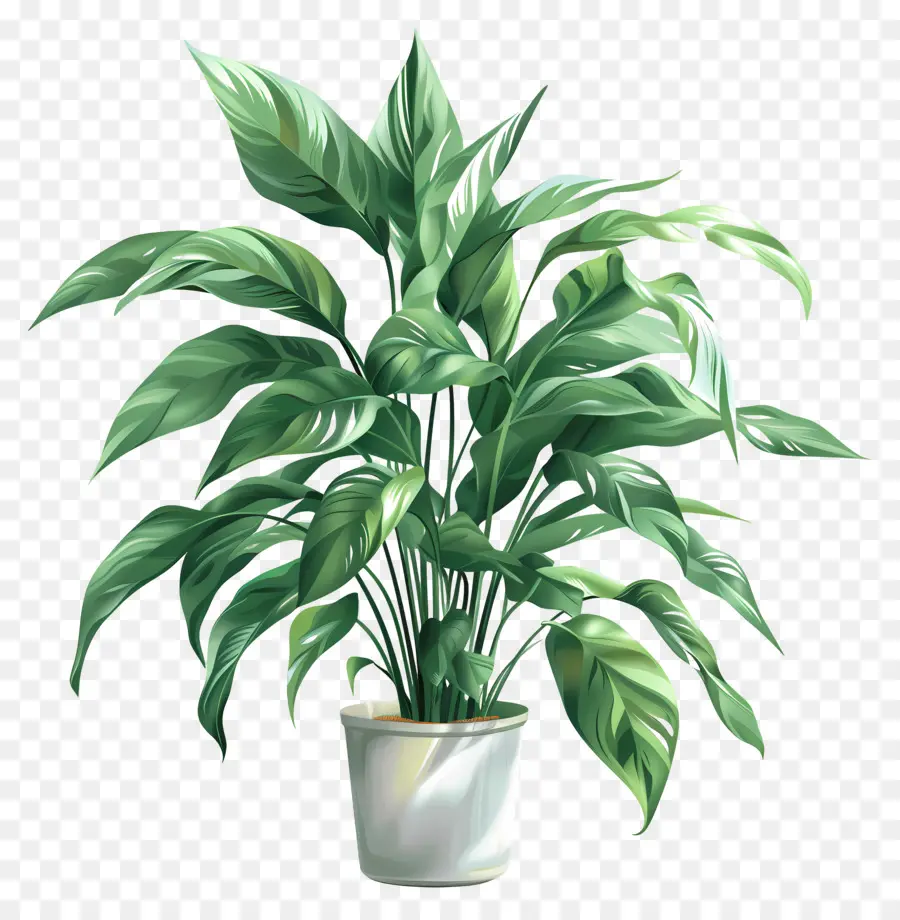 Plante D'intérieur，Plante Verte En Pot PNG