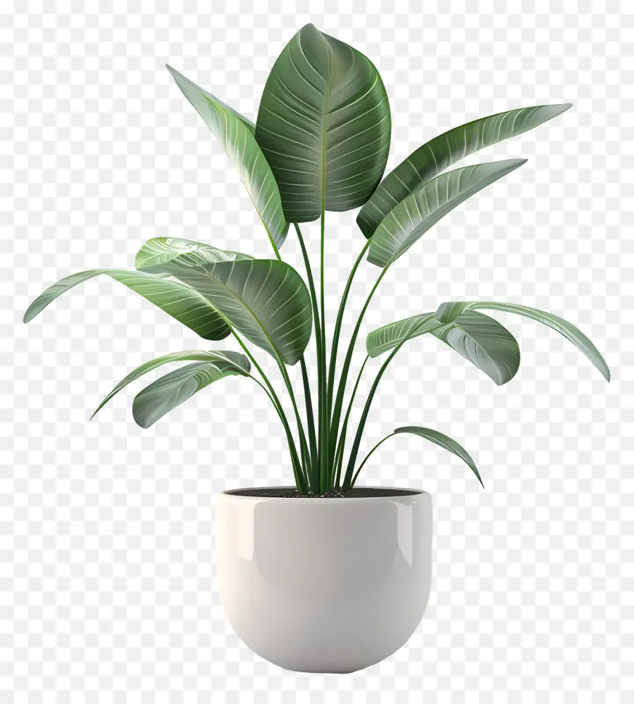 Plante D'intérieur，Plante Verte En Pot PNG