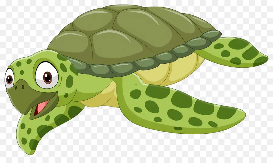 Tortue De Dessin Animé，Tortue Verte PNG