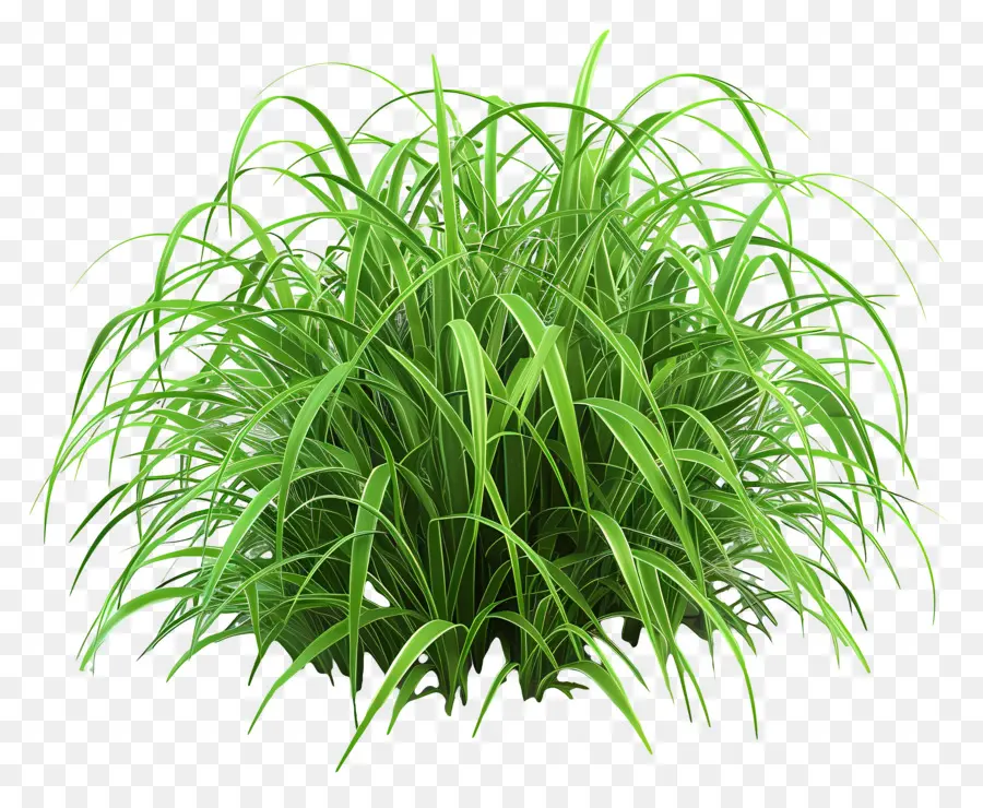 Buisson D'herbe，Herbe Verte PNG