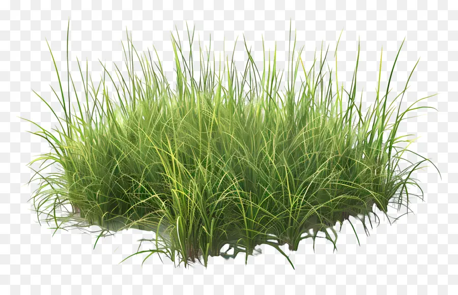 Prairie，Herbe Verte PNG