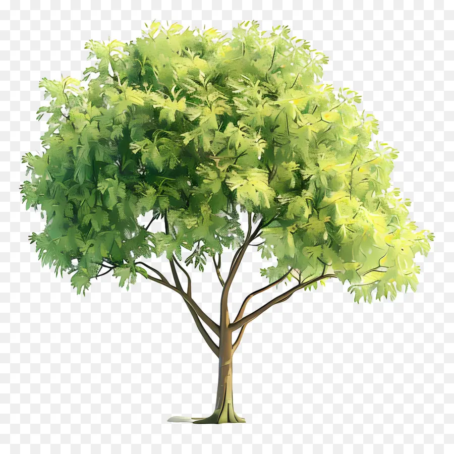 Arbre，Arbre à Feuilles Vertes PNG