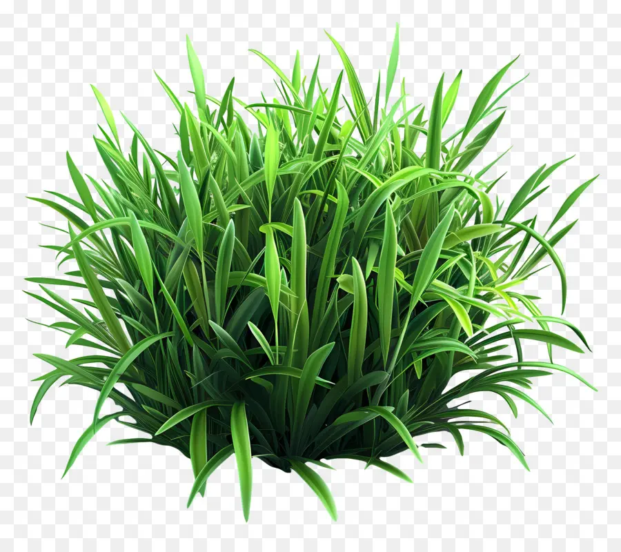 Buisson D'herbe，Herbe Verte PNG