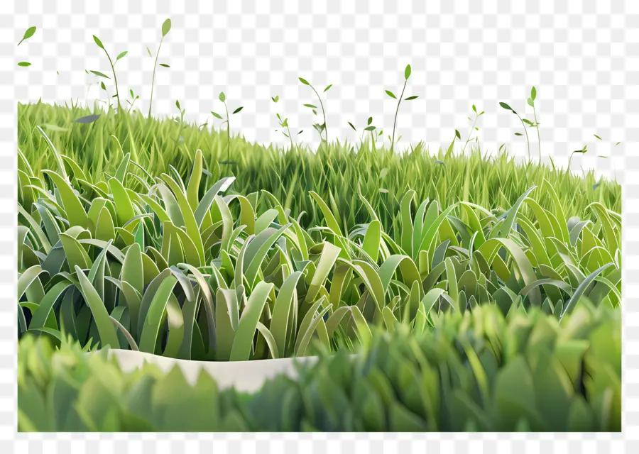 Prairie，Herbe Verte PNG