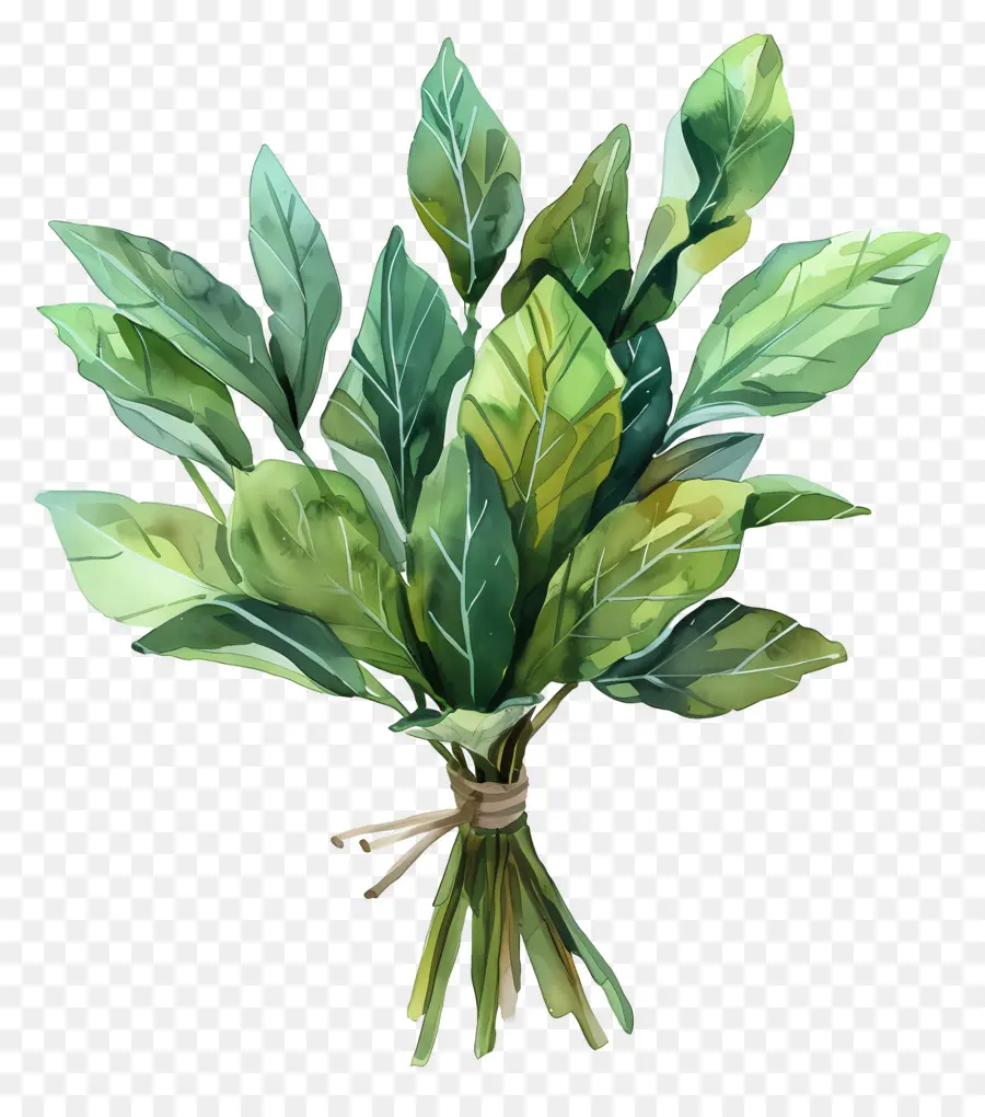 Bouquet De Feuilles，Feuilles Vertes PNG