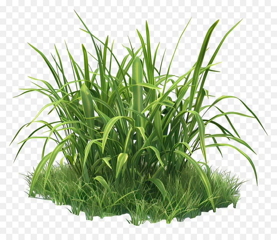 Buisson D'herbe，Herbe PNG