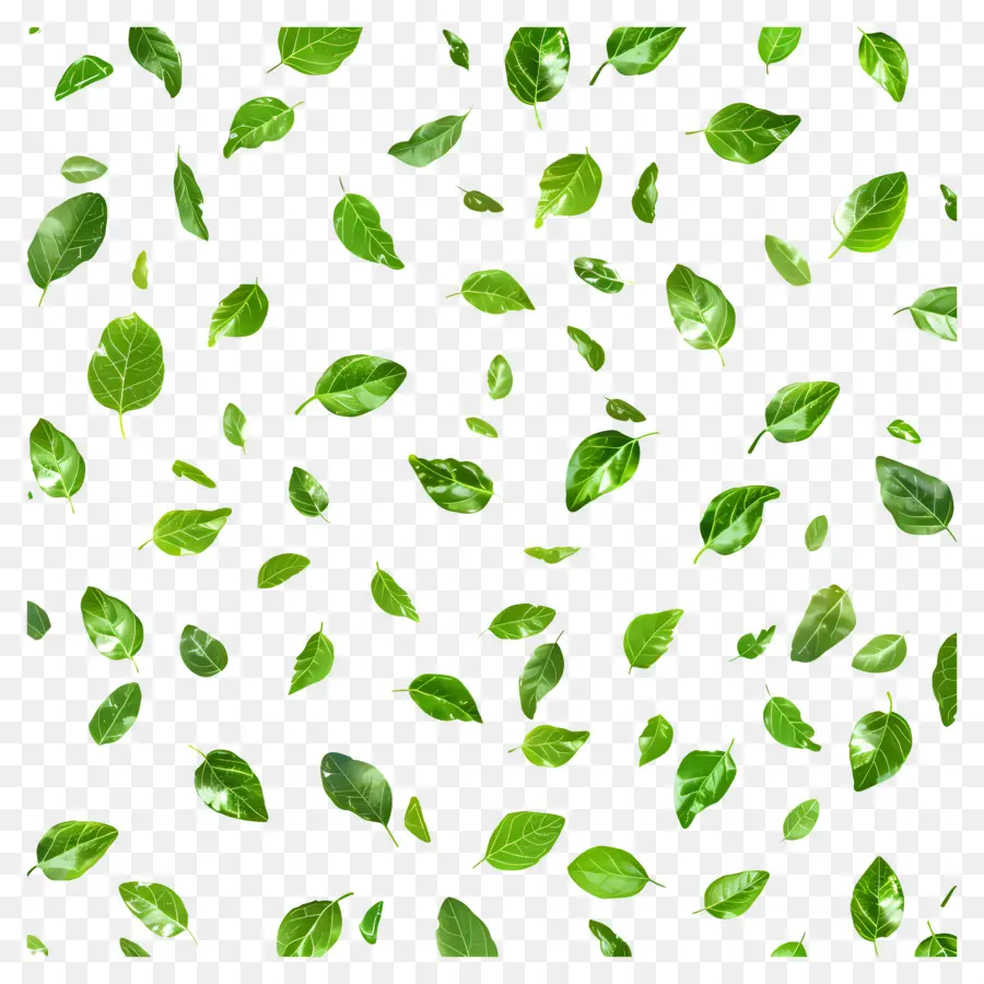 Fond Vert，Feuilles Vertes PNG