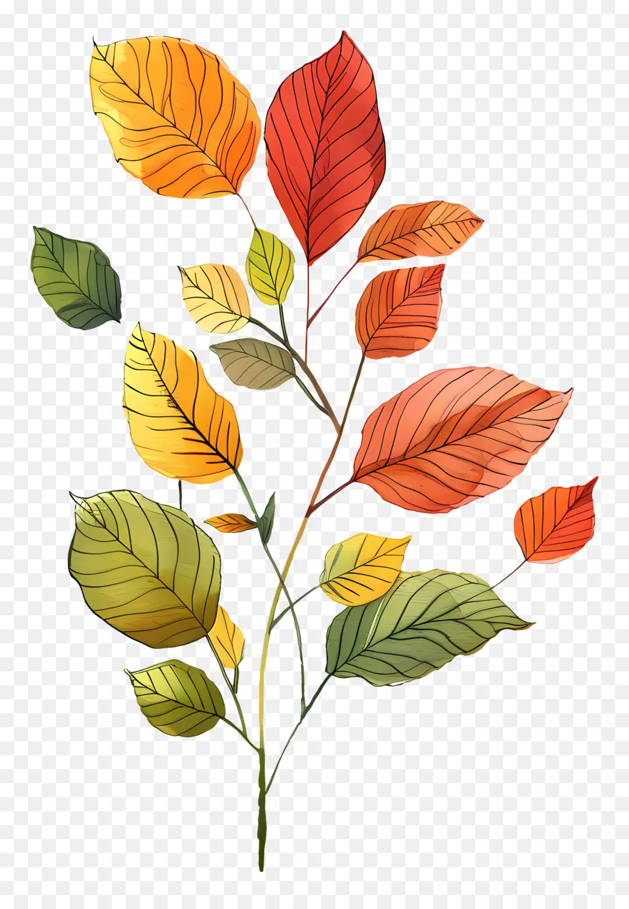 Fond D'automne，Feuilles Colorées PNG