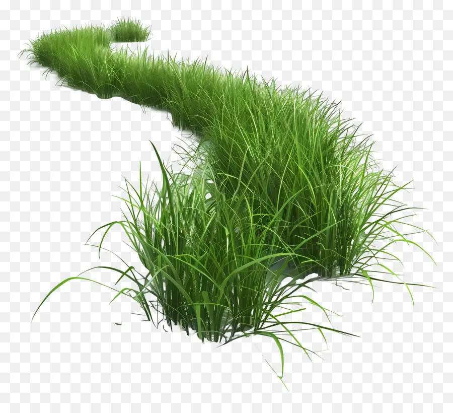 Prairie，Herbe Verte PNG