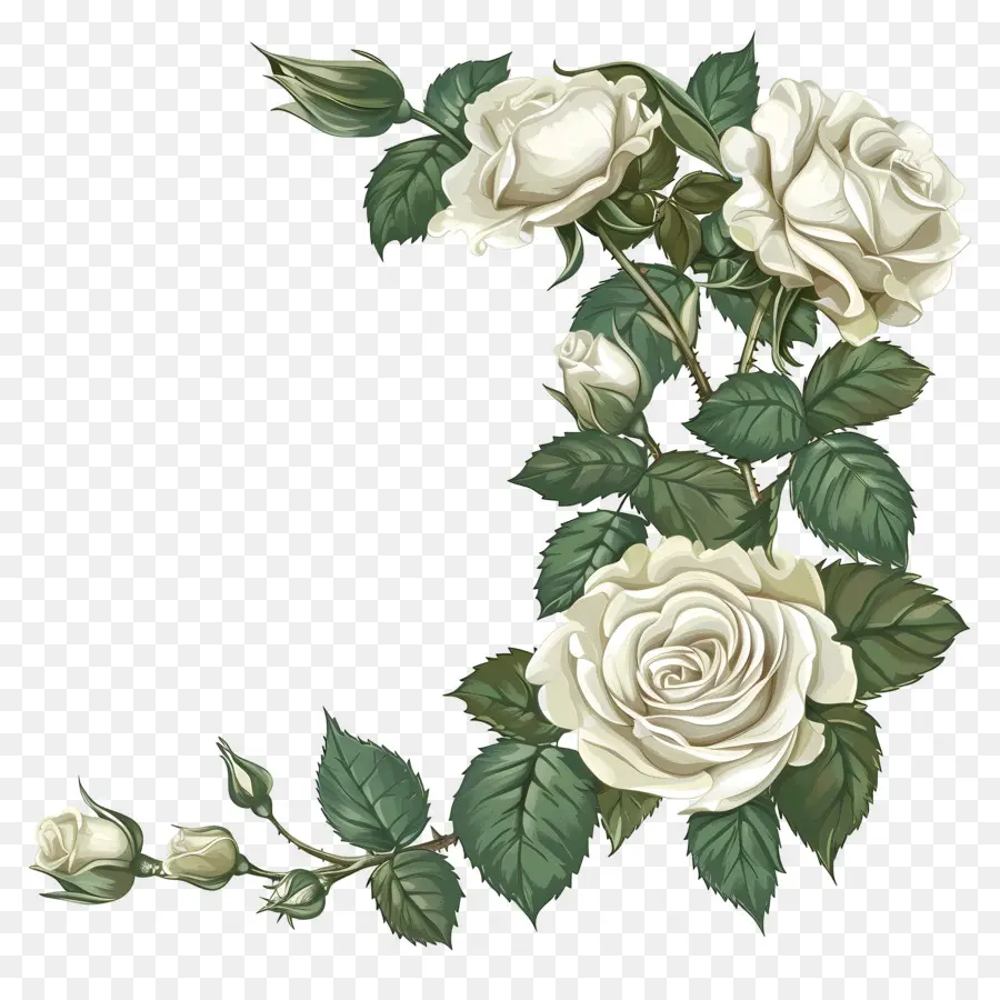 Coin Des Roses Blanches，Roses Blanches PNG