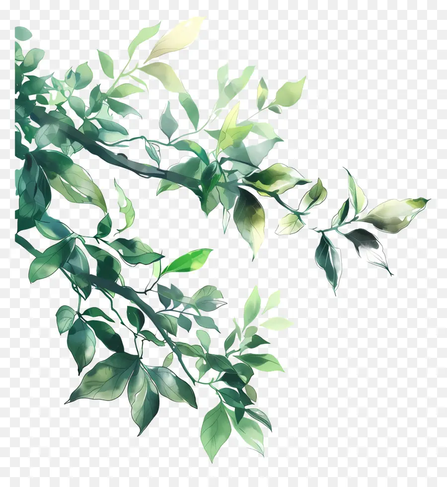 Fond Naturel，Feuilles PNG