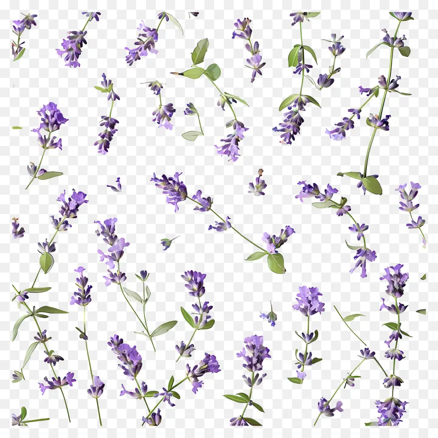 Fond Violet，Fleurs De Lavande PNG