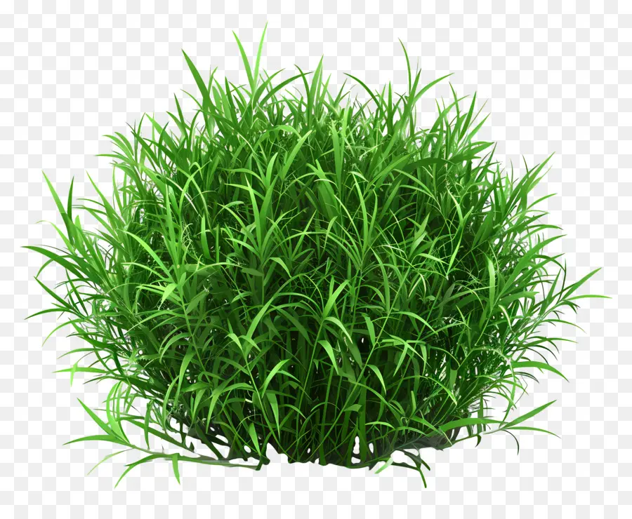 Buisson D'herbe，Herbe Verte PNG