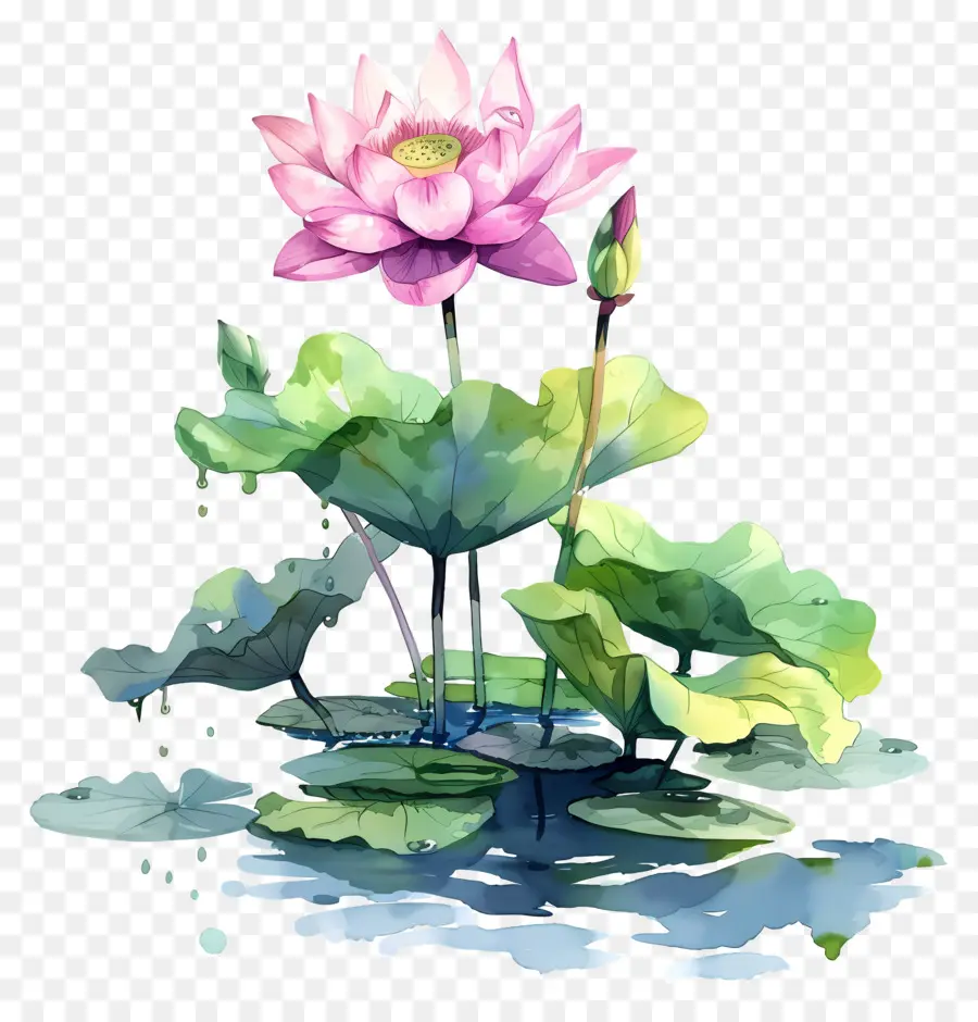 Étang De Lotus，Fleur De Lotus PNG