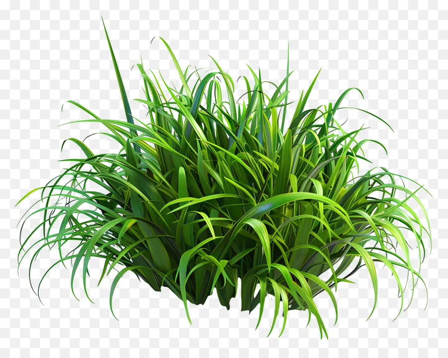 Buisson D'herbe，Herbe Verte PNG