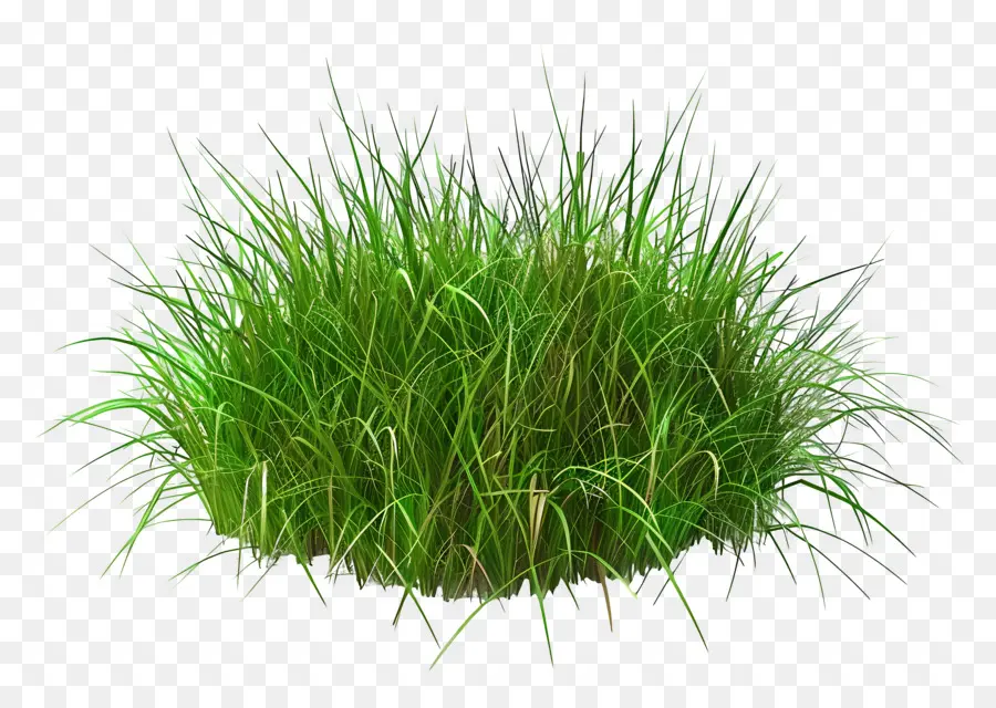 Prairie，Herbe PNG