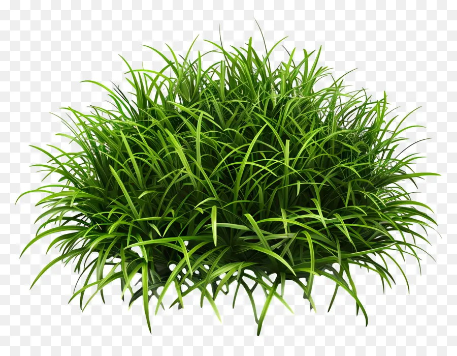 Buisson D'herbe，Herbe Verte PNG