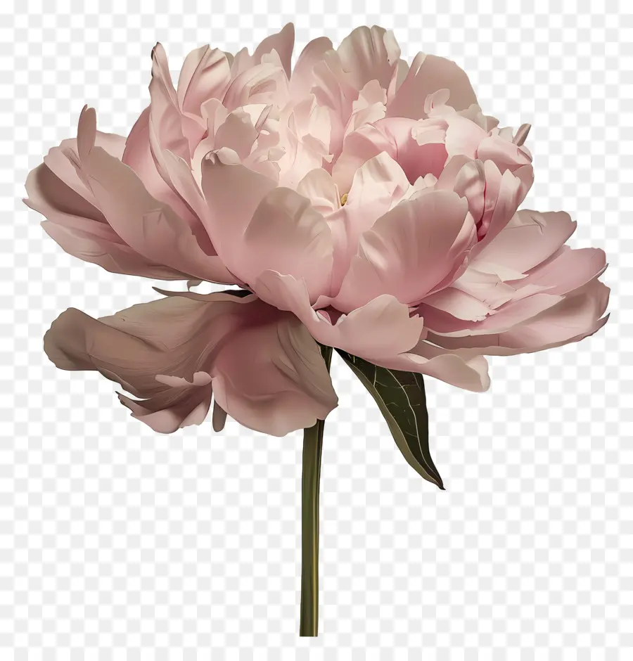 Pivoine Rose，Fleur Rose PNG