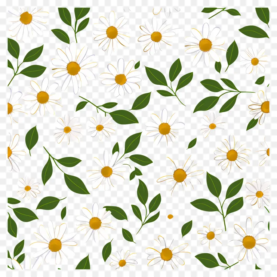 Motif De Marguerites，Marguerites Et Feuilles PNG