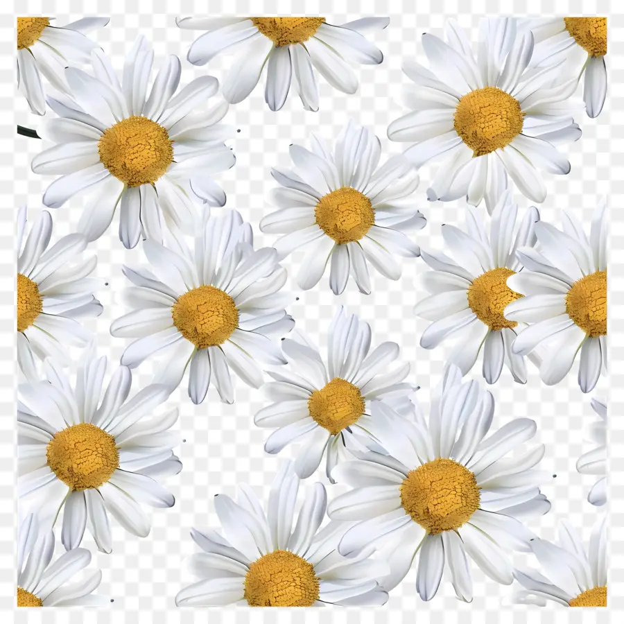 Motif De Marguerites，Marguerites Blanches PNG