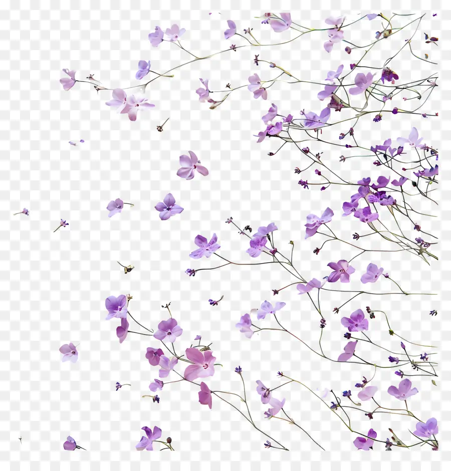 Fond Violet，Fleurs Violettes PNG