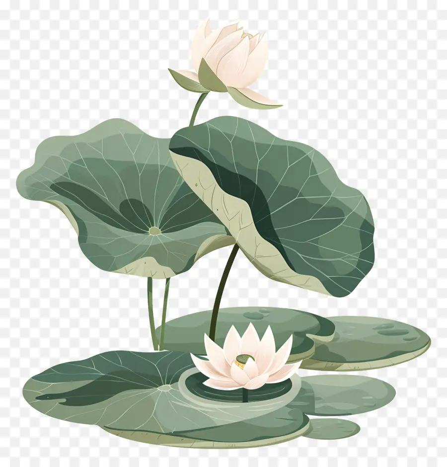 Étang De Lotus，Fleurs De Lotus PNG