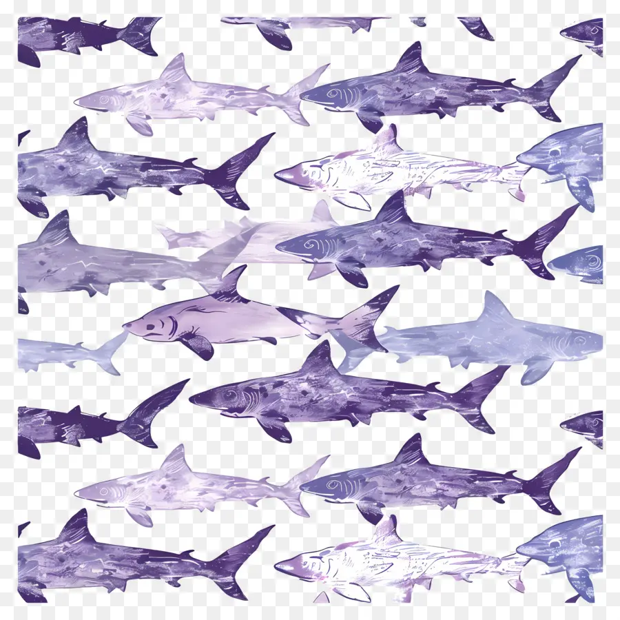 Modèle De Requin，Requins PNG