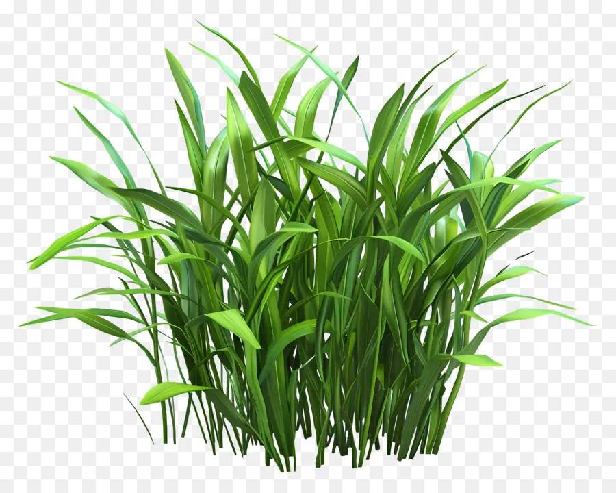 Buisson D'herbe，Herbe Verte PNG