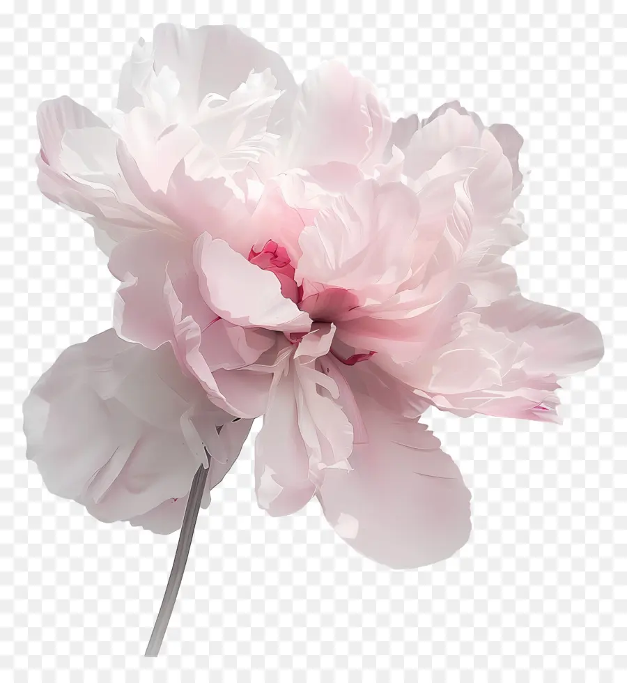 Pivoine Rose，Fleur Rose PNG