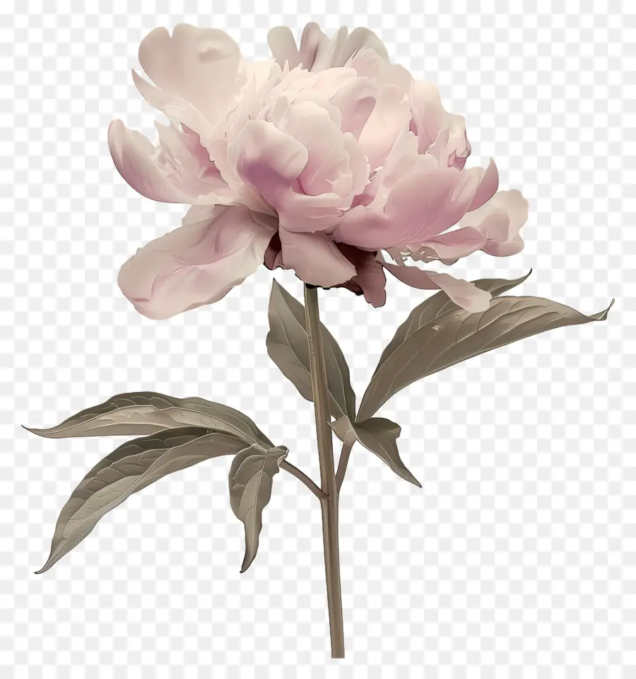 Pivoine Rose，Fleur PNG