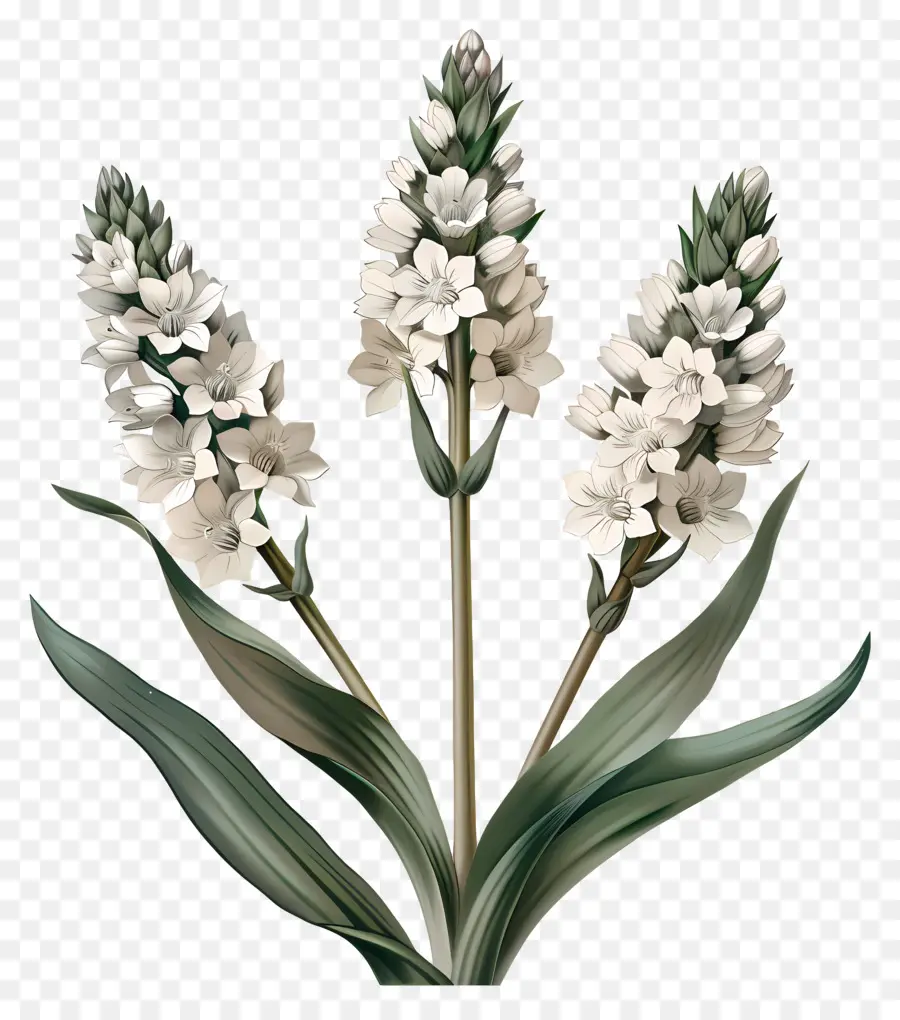 Fleurs Blanches，Fleurir PNG