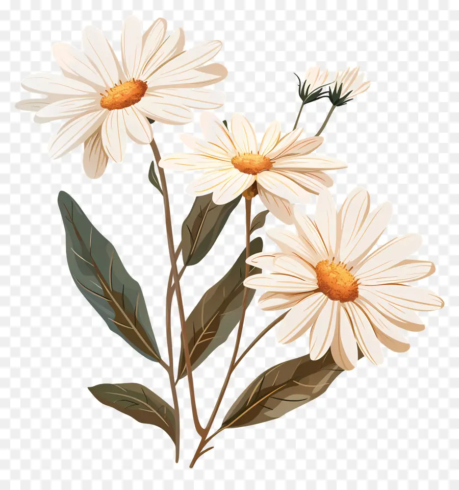 Fleurs De Marguerite Blanche，Marguerite PNG