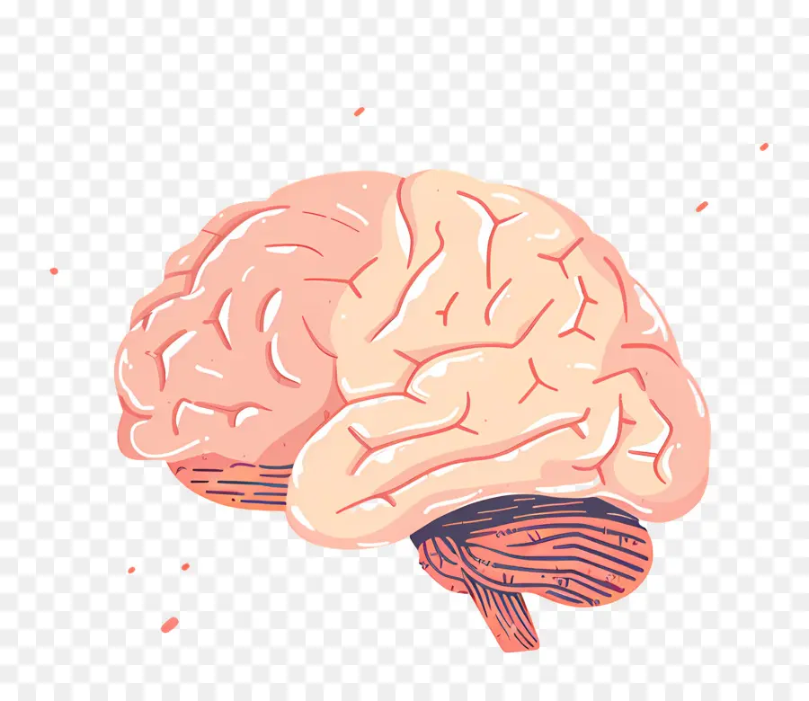 Cerveau，Dessin Animé PNG