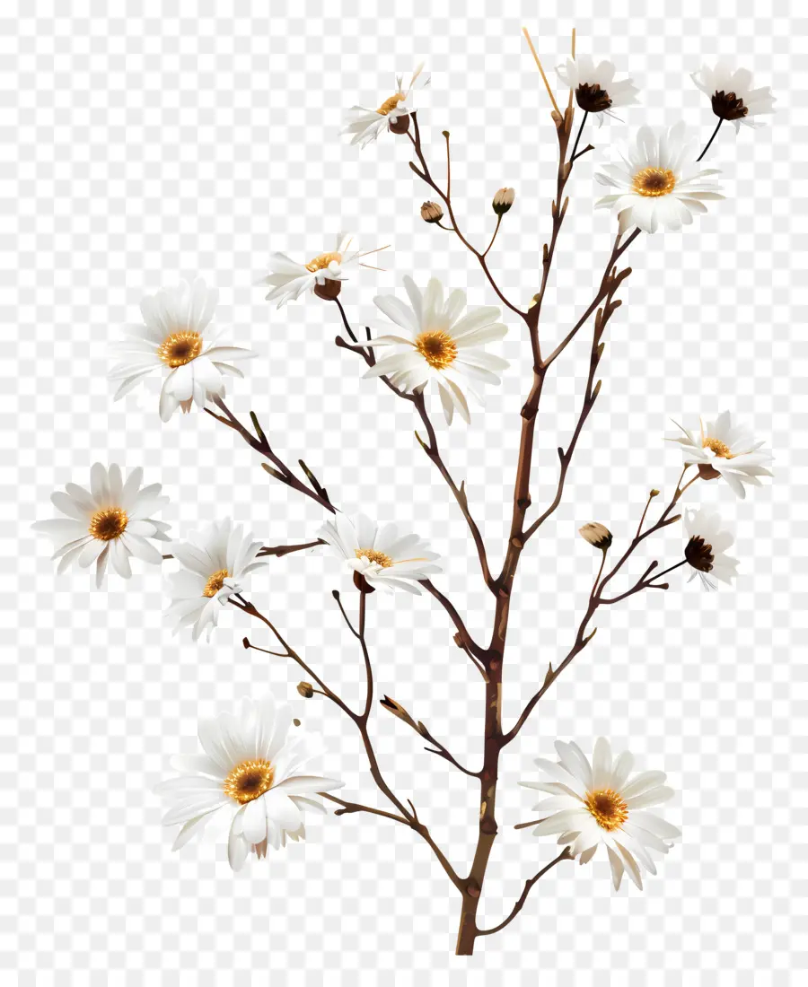 Fleurs De Marguerite Blanche，Marguerites Blanches PNG