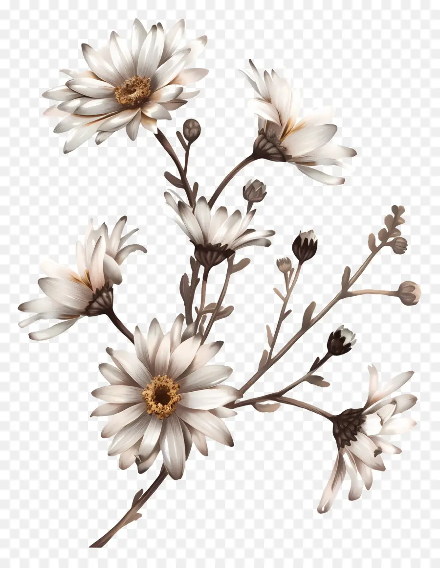 Fleurs De Marguerite Blanche，Fleurs Blanches PNG