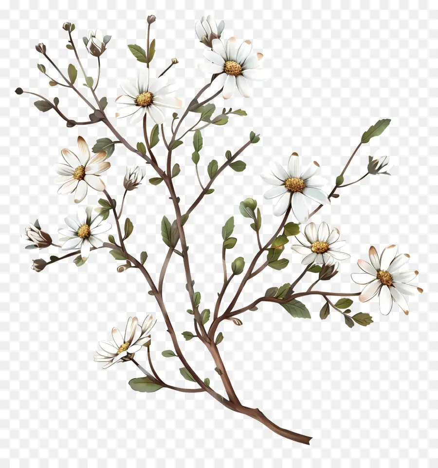 Fleurs De Marguerite Blanche，Fleurs Blanches PNG