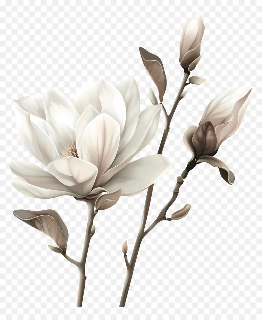 Fleurs De Magnolia Blanc，Fleurs Blanches PNG