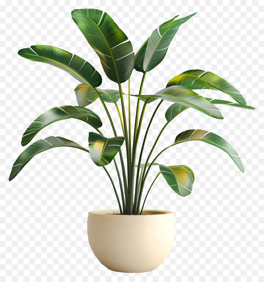 Plante Tropicale En Pot，Plante En Pot PNG